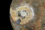 Round Fossil Goniatite Dish #73984-1